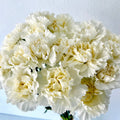 clavel blanco