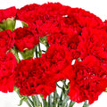 clavel rojo