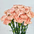 clavel rosa