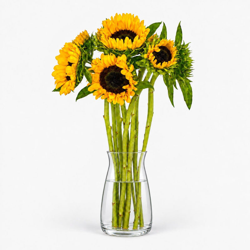 Girasoles Premium - Persa Flores