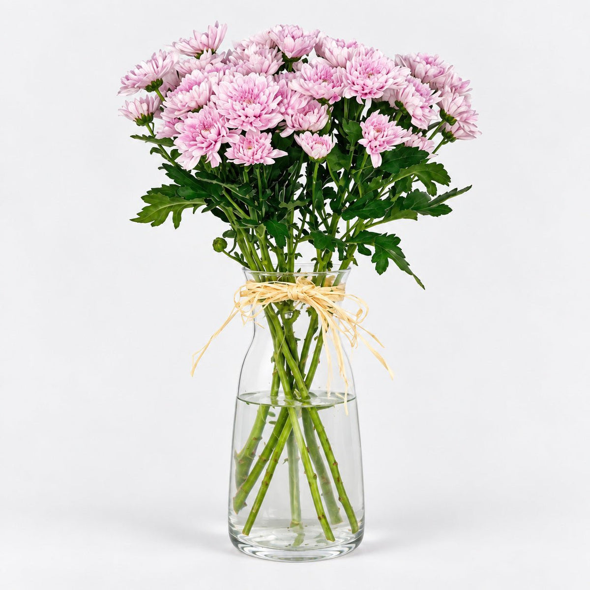 Margaritas Rosa - Persa Flores
