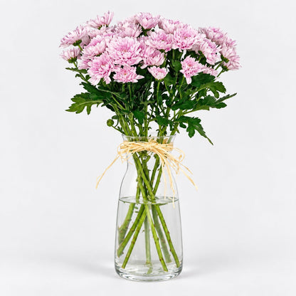 Margaritas Rosa - Persa Flores