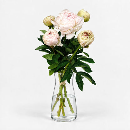 Peonías Blancas - Persa Flores