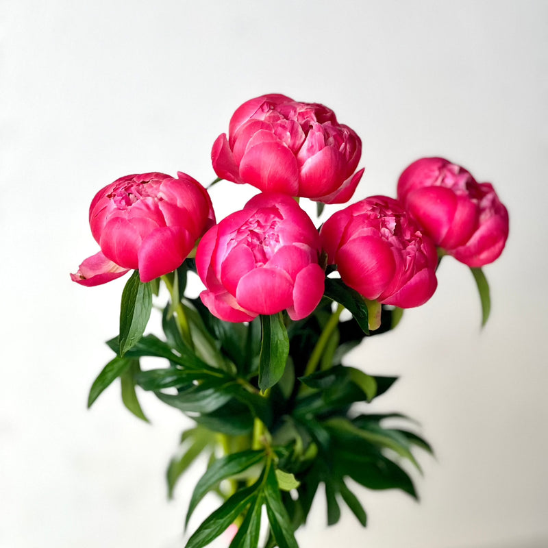peonias