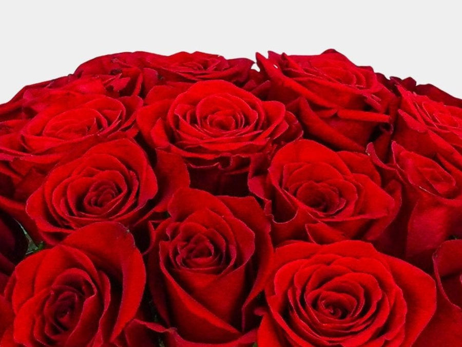 Rosas rojas del catálogo de Persa Flores.
