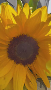 video del ramo eleccion del florista con luz de sol