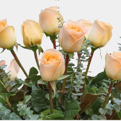 12 Rosas Champagne - Persa Flores
