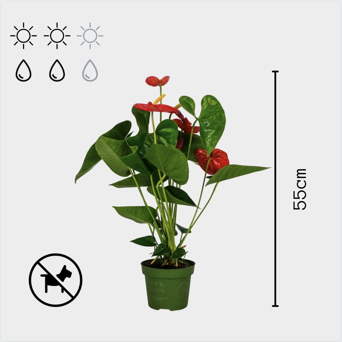 Anthurium Rojo - Persa Flores