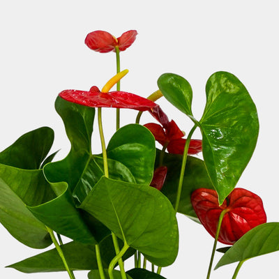 Anthurium Rojo - Persa Flores