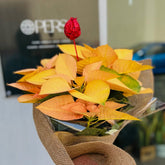 Flor de Pascua Amarilla | Poinsettia - Persa Flores