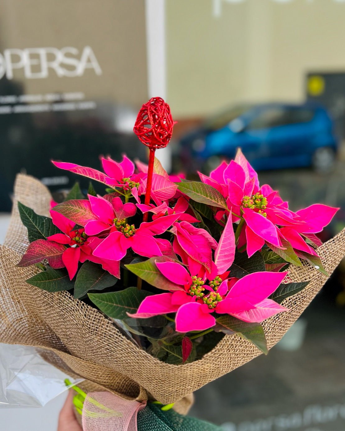 Flor de Pascua Fushia | Poinsettia - Persa Flores