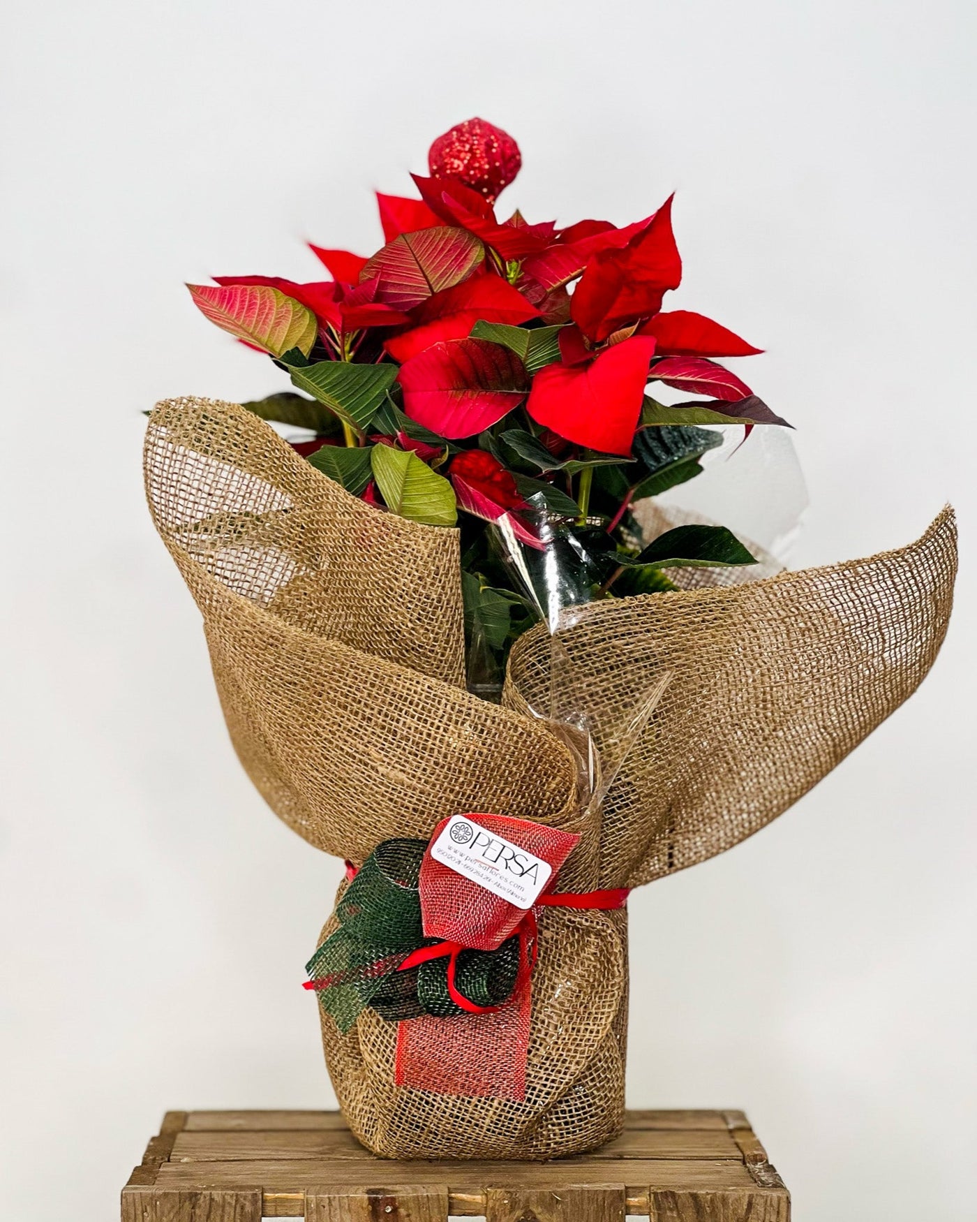 Flor de Pascua roja de Persa Flores