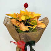 Flor de Pascua | Poinsettia - Persa Flores