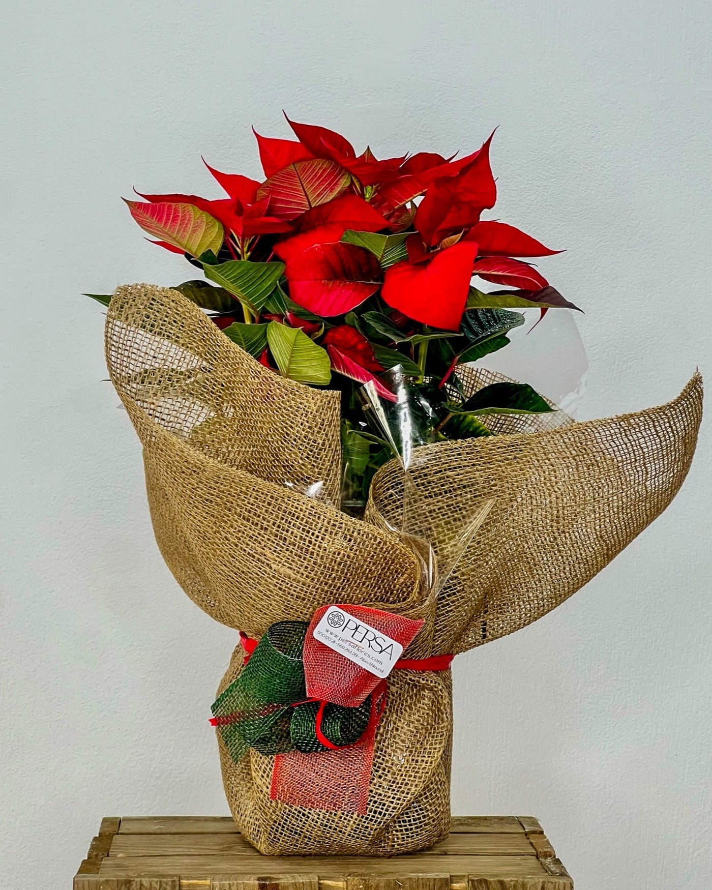 Flor de Pascua | Poinsettia - Persa Flores