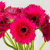 Gerbera fucsia - Persa Flores