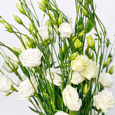 Lisianthus Blanco - Persa Flores