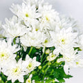 Margarita Euro Blanca - Persa Flores