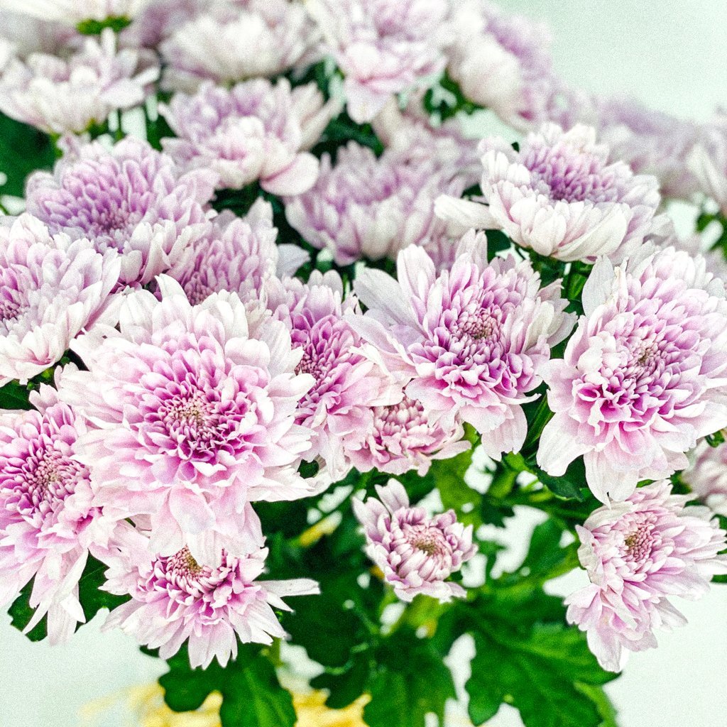 flores de calidad
