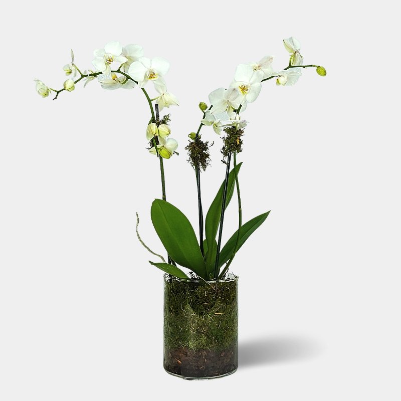 Orquídea Blanca - 3 Tallos - Persa Flores