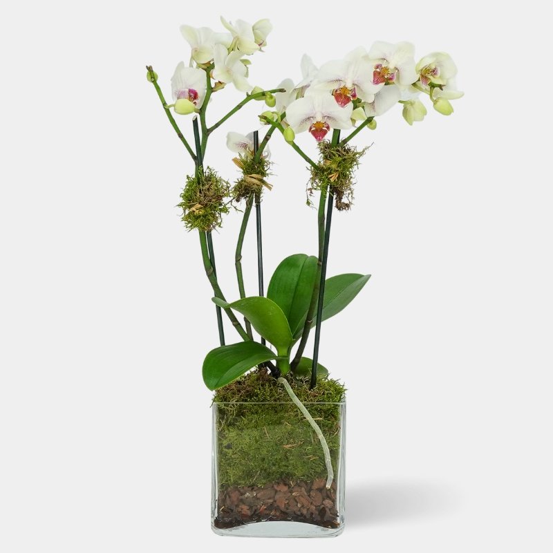 Orquídea Blanca - 3 Tallos - Persa Flores