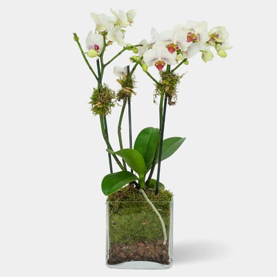 Comprar Orquídeas a Domicilio - OriginalFlor - Dedicatoria incluida