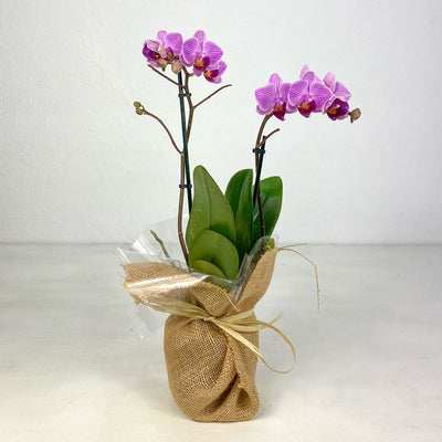 Orquidea Fucsia - Persa Flores