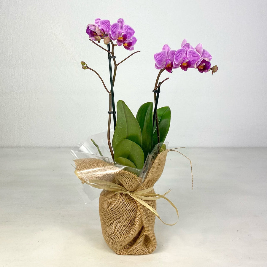 orquidea morada