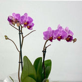 Orquidea Fucsia - Persa Flores