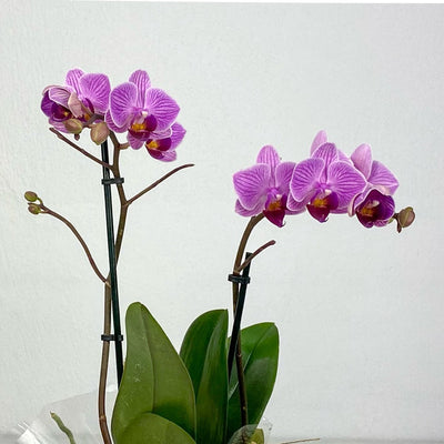 Orquidea Fucsia - Persa Flores