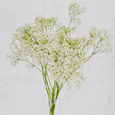 Paniculata | Ramos paniculata de colores. - Persa Flores