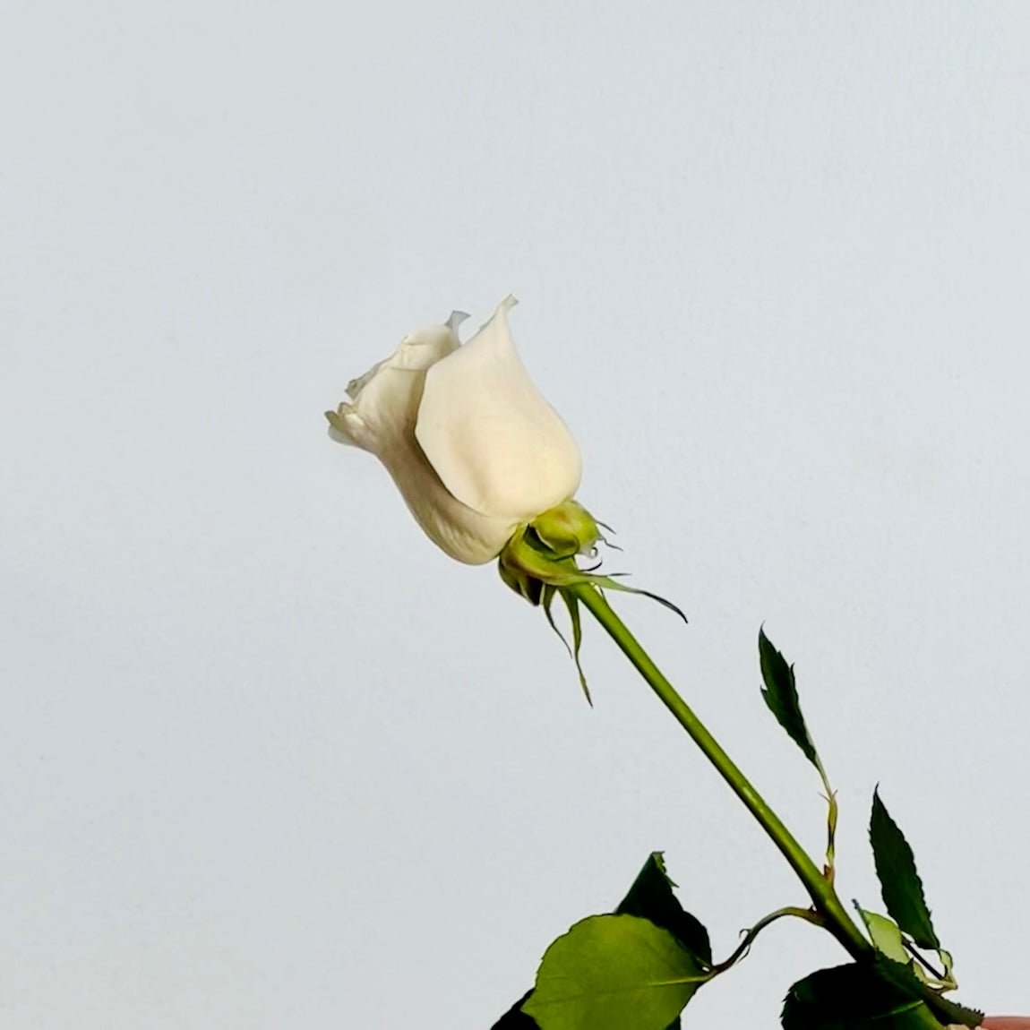 Ramo de Rosas Blancas Premium - Persa Flores
