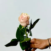 Ramo de Rosas Rosa Premium - Persa Flores