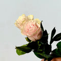 Ramo de Rosas Rosa Premium - Persa Flores