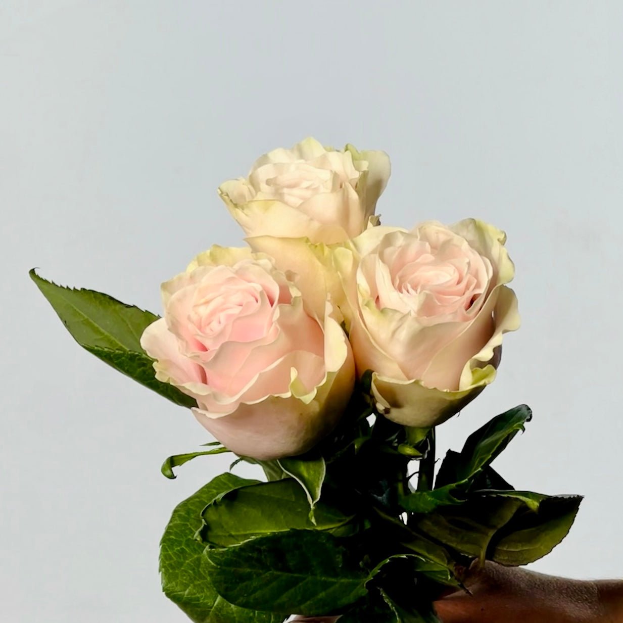 Ramo de Rosas Rosa Premium - Persa Flores