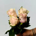 Ramo de Rosas Rosa Premium - Persa Flores