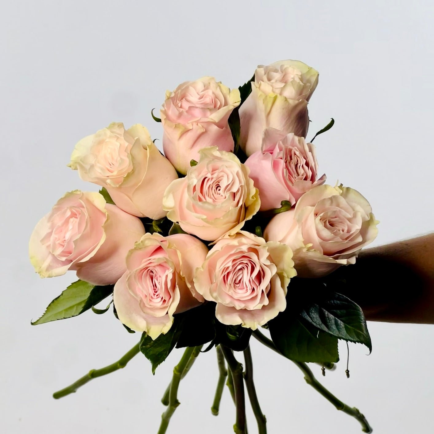 Rosas Rosas Rosa Premium | Rosas y Chocolates – Persa Flores
