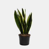 Snake Plant Mini - Sansevieria - Persa Flores