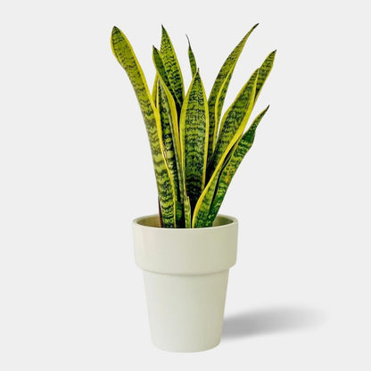 flores sansevieria Snake Plant