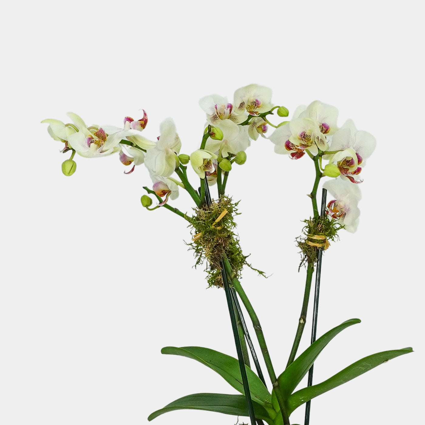 The White - Orquidea - Persa Flores