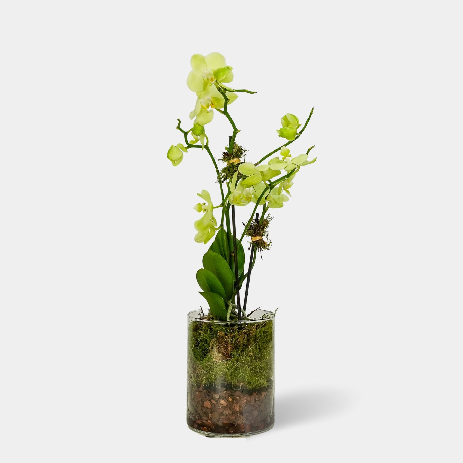 Yellow Orchid Bouquet